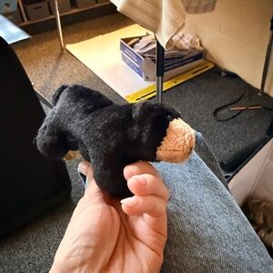 Folkmanis finger puppet Black and Tan Plush Bear Toy